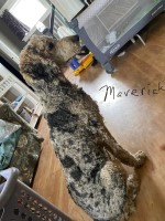 Divine Doodles and Poodles