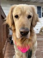 Landon Z - Golden Retriever Stud