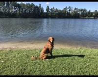Jennifer Adams - Golden Retriever Stud