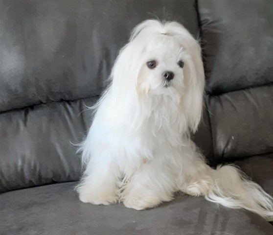 Audree's Maltese