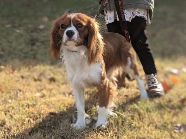 Cavalier King Charles Spaniel Stud 29317