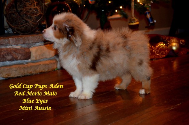 Miniature Australian Shepherd Breeder 25414