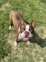 Lacey - Boston Terrier Stud