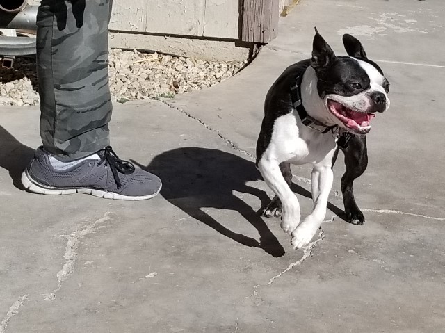 Boston Terrier Stud 29307