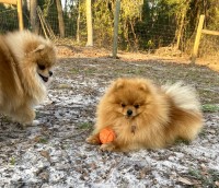 Mary - Pomeranian Stud