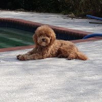 Seth Rounsaville - Goldendoodle Stud