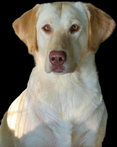 Labrador Retriever Breeder 21934