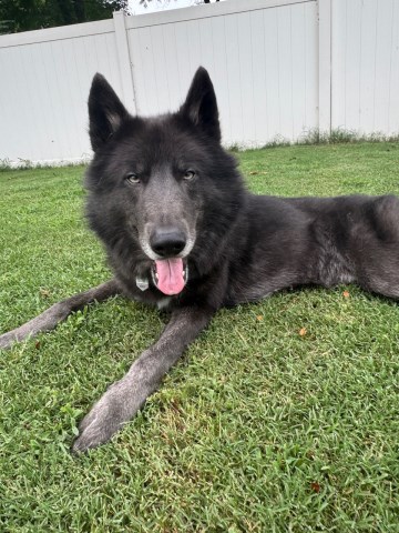 German Shepherd Dog Stud 31836