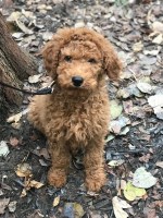 Asia Jones - Goldendoodle Stud