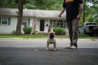 Nina - French Bulldog Stud