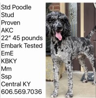 David - Poodle Standard Stud