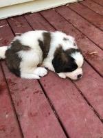 Lisa Crawford - Saint Bernard Breeder Saint Bernard breeder