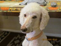 Kelly Wheeler - Poodle Standard Stud