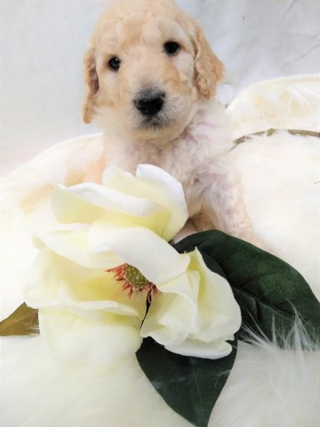 Goldendoodle Breeder 27434