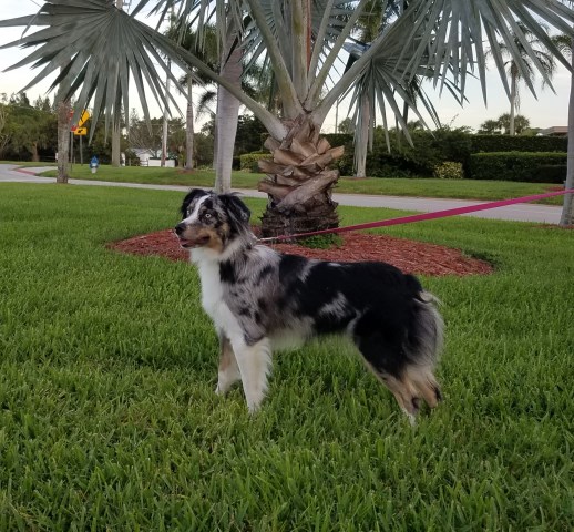 Miniature Australian Shepherd Breeder 27774