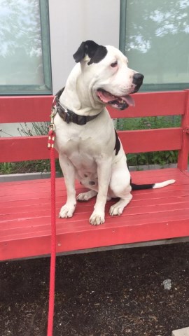 American Bulldog Stud 25914