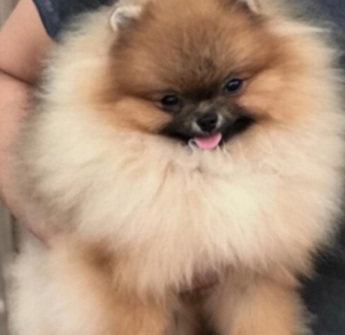 Pomeranian Toy Stud