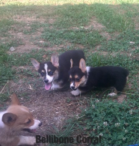 Pembroke Welsh Corgi Breeder 27355