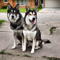 Timothy Krueger - Siberian Husky Stud