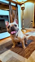 Nikki - French Bulldog Stud