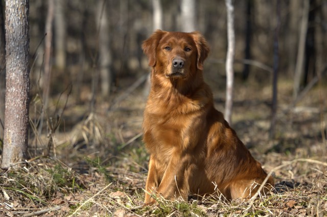 Golden Retriever Stud 31620