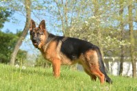 Bruna - German Shepherd Dog Stud