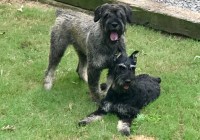 Schnauzer Kids Giant Schnauzer breeder