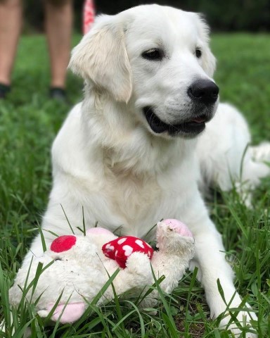 Treasure Goldens