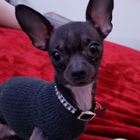 Delaney - Chihuahua Stud