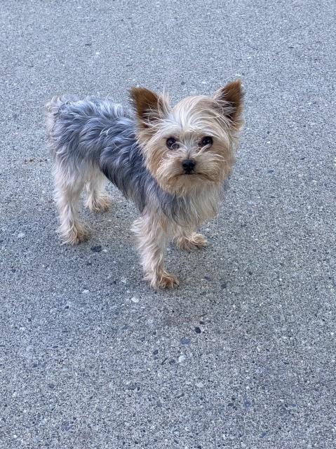 Yorkshire Terrier Stud 31661