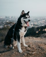 Lisa S. - Siberian Husky Stud