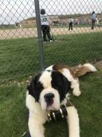 Kelly - Saint Bernard Stud