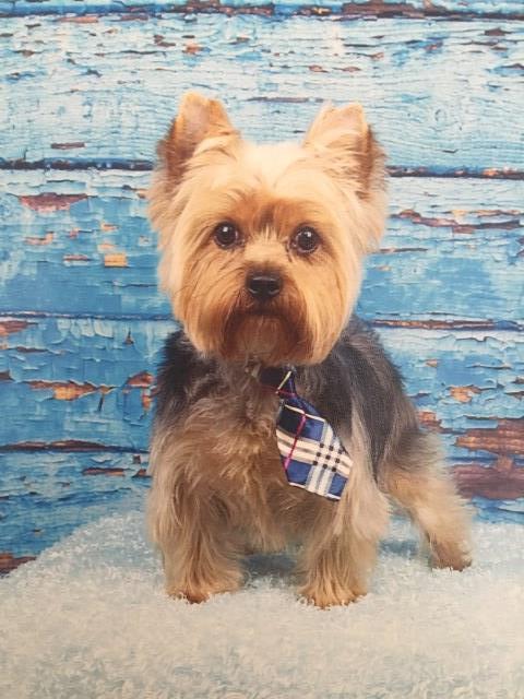 Yorkshire Terrier Stud 26330