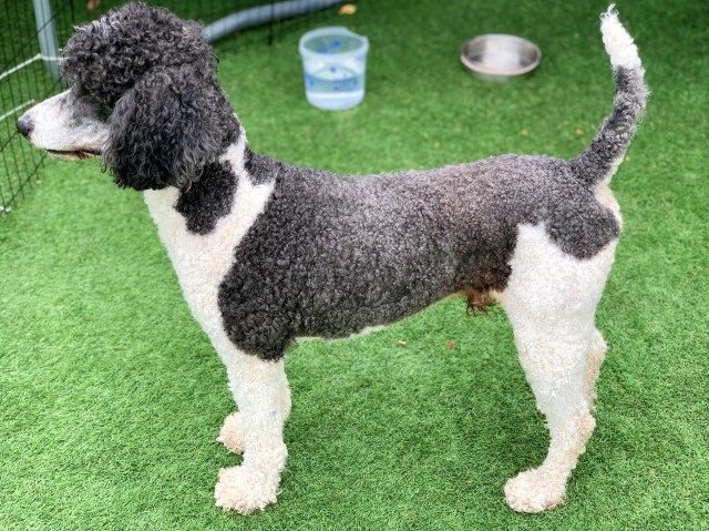 Poodle Standard Stud 31452