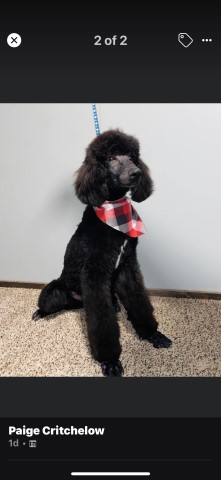 Poodle Standard Stud 30408