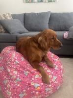 Griselda Pimentel - Golden Retriever Stud