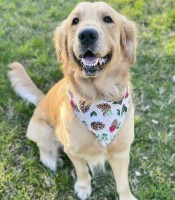 Bailey Berkley - Golden Retriever Stud