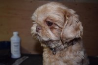 Amanda's Shih Tzu Shih Tzu breeder