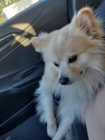 Jess - Pomeranian Stud