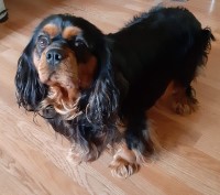 shari pierson - Cavalier King Charles Spaniel Stud
