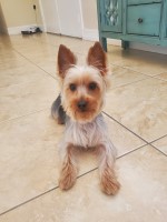 durley - Yorkshire Terrier Stud