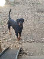 Justin Hyatt - Rottweiler Stud