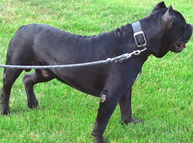 Cane Corso Stud 31307