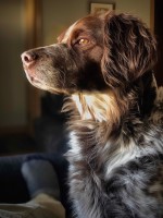 White Swan Brittanys Brittany breeder