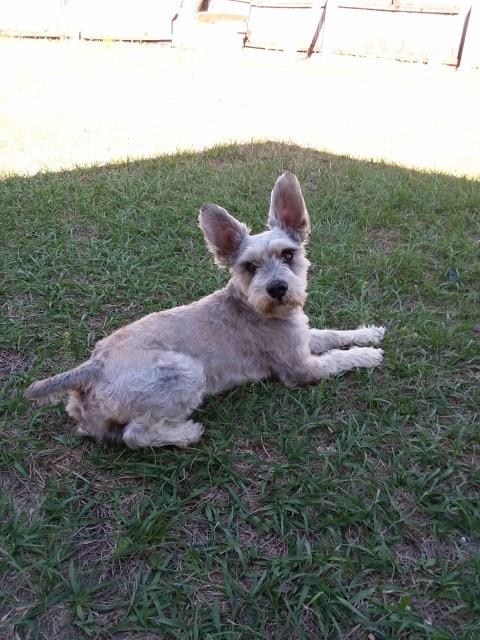 Miniature Schnauzer Stud 26516