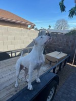 Cristian - Dogo Argentino Stud