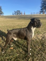 Luke Smith - Boxer Stud