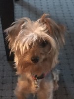 Jessica Hardwick - Yorkshire Terrier Stud