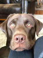 Klaus Weihenig - Labrador Retriever Stud