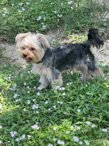 Yorkshire Terrier Stud 31474